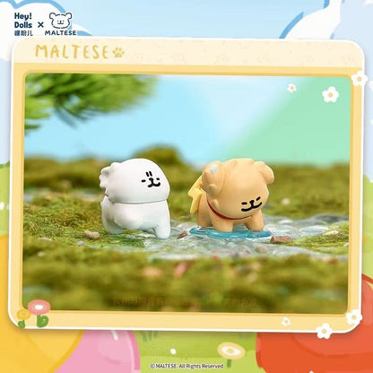 【NEW ARRIVAL】Maltese Weather Forecast Mini Bean,5 In 1 Bag