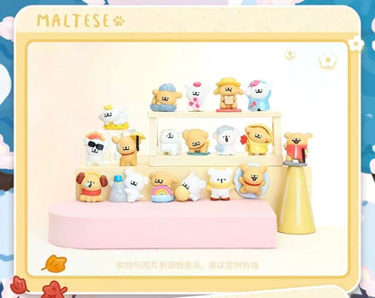 【NEW ARRIVAL】Maltese Weather Forecast Mini Bean,5 In 1 Bag